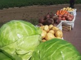 Отборные картошка, морковь, свекла, капуста и другие овощи от поставщика в Алтайском крае / Уфа